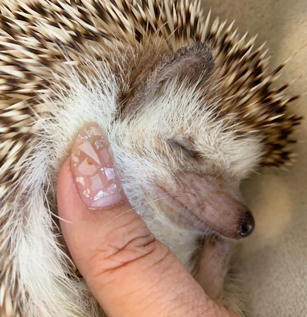 ラド&ティンクさんのインスタグラム写真 - (ラド&ティンクInstagram)「* Hedgehog's mouth resembles a dolphin's mouth🐬 * model ： Figaro * * ハリネズミの横から見た口ってイルカの口に似てるよね。 これって誰かも前言ってた。 * *  もう、殆ど治ってるけど、右目の上を引っ掻いて傷になった跡がまだ少し残ってる。 季節の変わり目は肌の弱いフィーは痒くなる事があるみたい。 * * でも、フィーはそれ以外はとても元気。 毎日、布をかけた途端にホイール回してるよ。 * * #フィー #フィガロ #はりねずみ #ハリネズミ #針鼠 #ヨツユビハリネズミ #ヘッジホッグ  #ペット #ふわもこ部 #モフモフ #hedgehog #pygmyhedgehog #lovelypet #cuteanimals #hedgehogfamily #hedgie #Hérisson #igel#riccio #Erizo #고슴도치 #刺猬 #pecotv」7月27日 9時26分 - rado_pompon