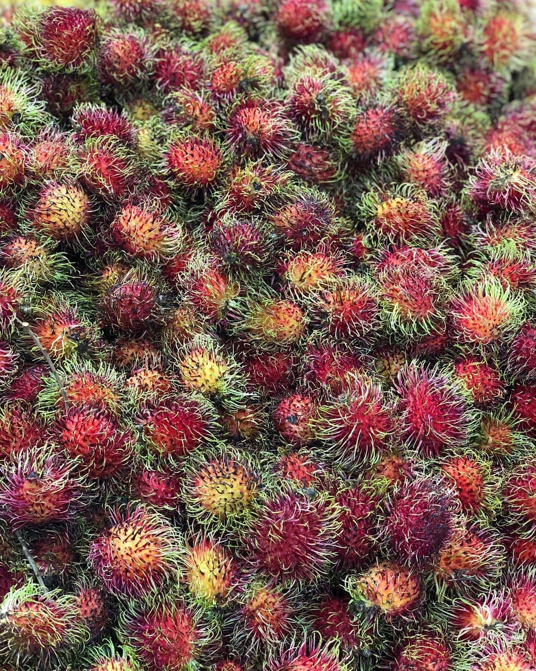 DOMINIQUE ANSEL BAKERYさんのインスタグラム写真 - (DOMINIQUE ANSEL BAKERYInstagram)「Fresh rambutans for our Summer Marché Rambutan & Lychee Tart. Beneath that fuzzy red exterior is juicy fragrant fruit that’s similar to lychee but is slightly less acidic with sweet floral flavor. #SummerMarché」7月27日 9時40分 - dominiqueansel