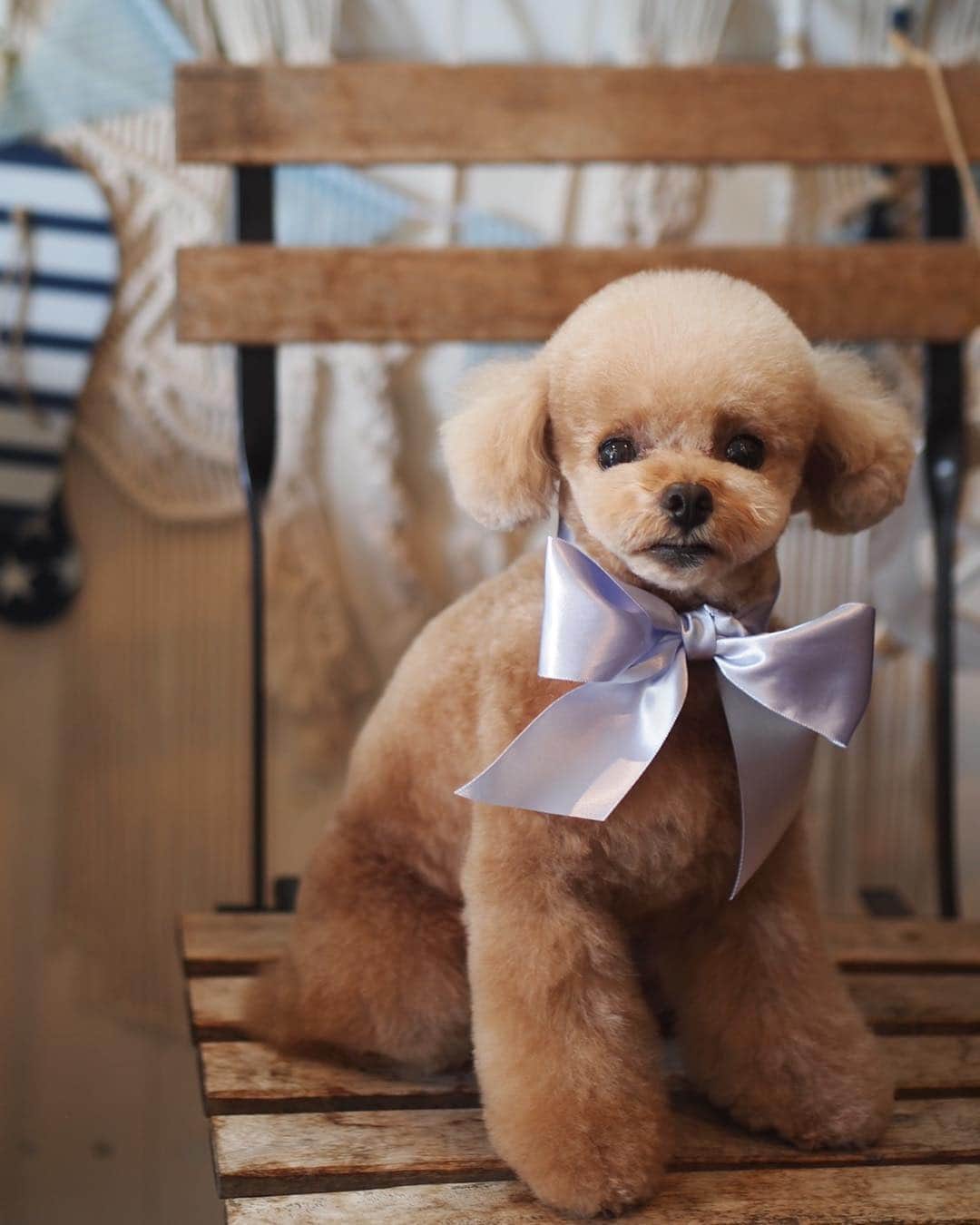 ❤︎Till❤︎さんのインスタグラム写真 - (❤︎Till❤︎Instagram)「もふもふティルも可愛かったけど✨トリミング @yukstrim.memo さま🧡 かわゆい〜🤤 ＊ #トイプードル#ティーカッププードル#愛犬#犬#いぬ#癒し#わんこ#ティル#可愛い#トリミング#素敵#最強#似合う#かわゆい#ありがとうございます #dog#cute#toypoodle#teacuppoodle#poodle#toypoodlelove#doglove#mydog」7月27日 9時48分 - till201404