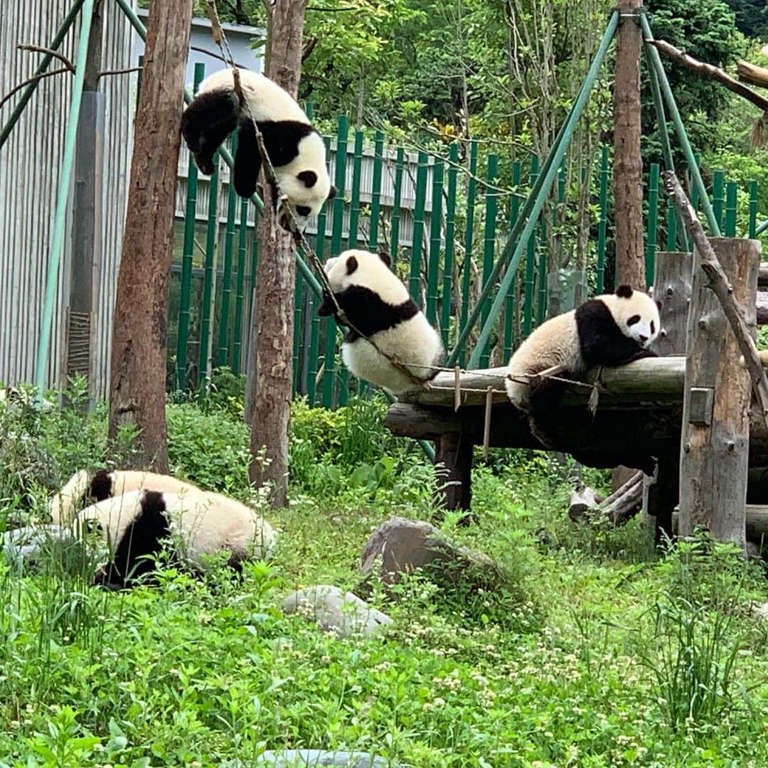 Laraさんのインスタグラム写真 - (LaraInstagram)「. A Panda kindergarten at  Wolong panda sanctuary 🐼🇨🇳 . .  臥龍パンダ基地の子供パンダ達は毎日とっても無邪気に遊んでた！🐼 . 300万年前、パンダは 肉食で手足が今より長くて活発だったんだけど 自然環境の変化の中で生き残るために ライバルがいない笹を食べるようになったんだって。 笹は栄養価が低いから一日中食べて そしてなるべくエネルギーを使わないようにたくさん寝るエコモードスタイルになったんだって。 . .  #パンダ #パンダ幼稚園 #larachinaliving」7月27日 9時50分 - fa_la_lara