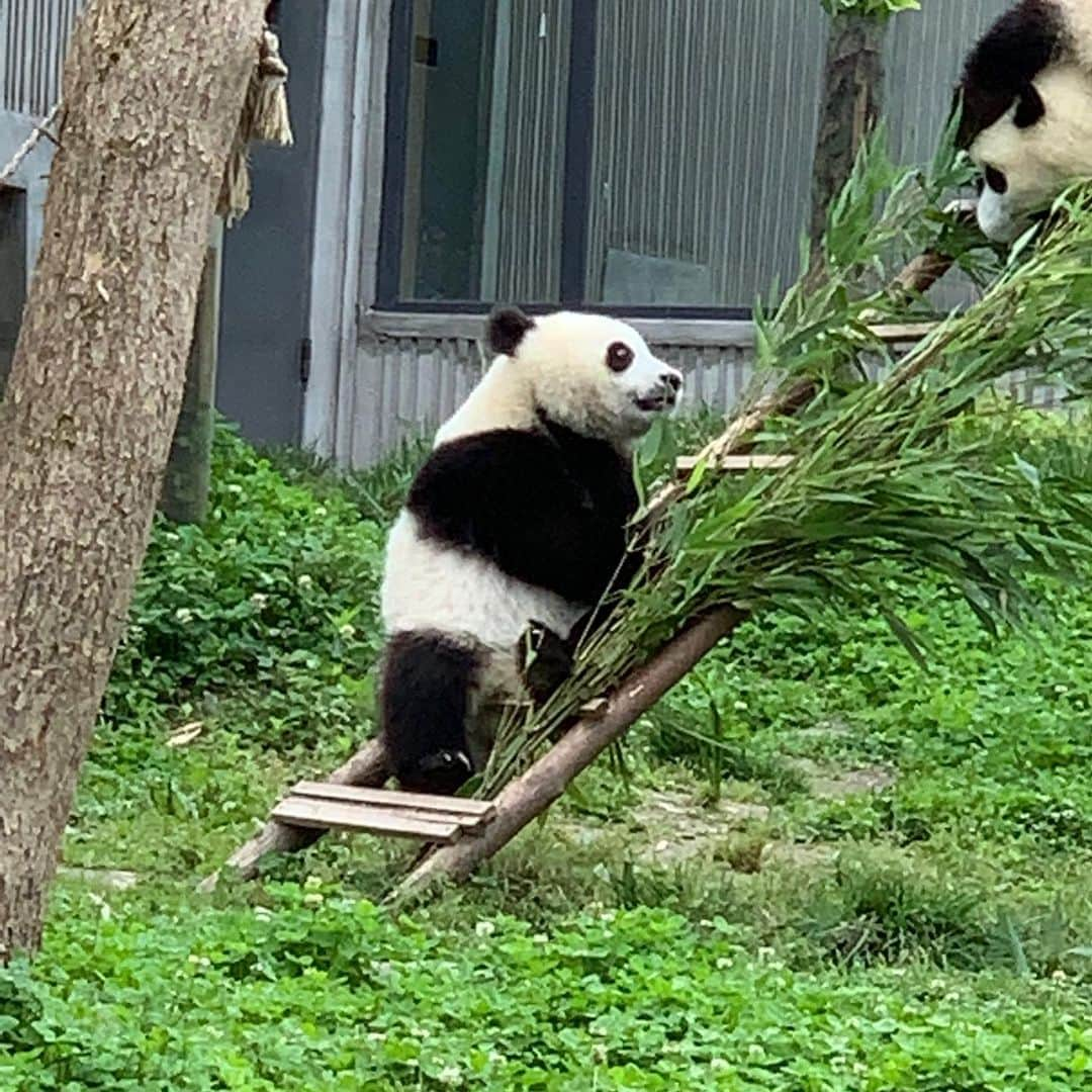 Laraさんのインスタグラム写真 - (LaraInstagram)「. A Panda kindergarten at  Wolong panda sanctuary 🐼🇨🇳 . .  臥龍パンダ基地の子供パンダ達は毎日とっても無邪気に遊んでた！🐼 . 300万年前、パンダは 肉食で手足が今より長くて活発だったんだけど 自然環境の変化の中で生き残るために ライバルがいない笹を食べるようになったんだって。 笹は栄養価が低いから一日中食べて そしてなるべくエネルギーを使わないようにたくさん寝るエコモードスタイルになったんだって。 . .  #パンダ #パンダ幼稚園 #larachinaliving」7月27日 9時50分 - fa_la_lara