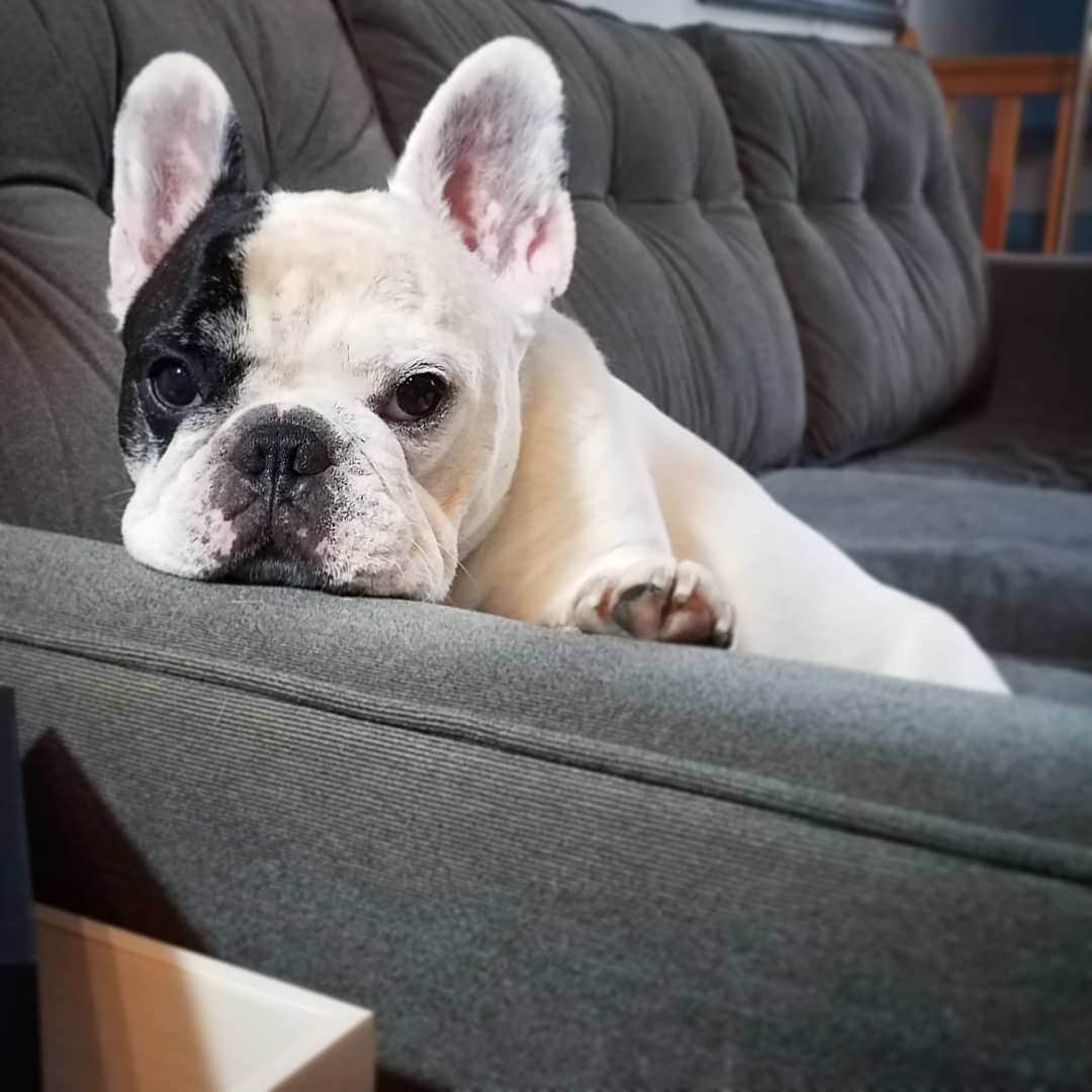 Manny The Frenchieのインスタグラム