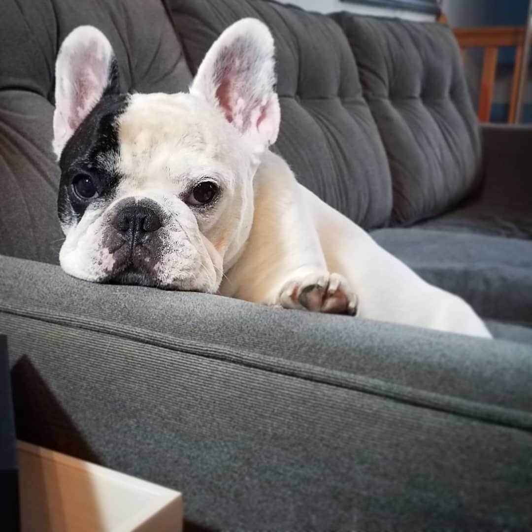 Manny The Frenchieのインスタグラム：「How dare you eat in front of me! 😠 #judgingyou」