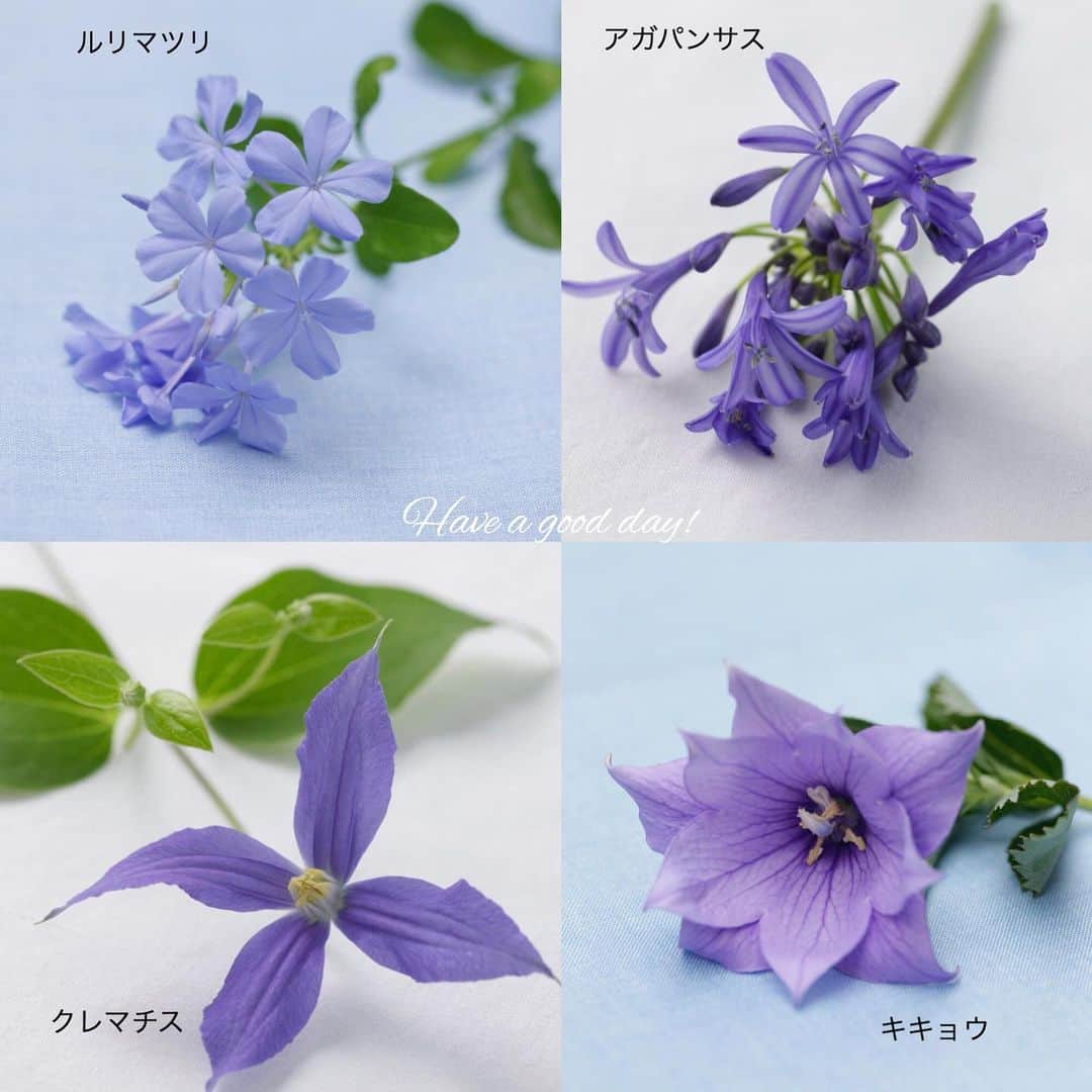 雑誌『花時間』さんのインスタグラム写真 - (雑誌『花時間』Instagram)「おはようございます。今日の投稿は、皆さまへの〝暑中お見舞い〟🍉 🎐🍧 お花屋さんや庭に咲く、青や紫の花々です。なかでも、今、いちばん目を引くのは右上の「アガパンサス」でしょうか？  この写真では、ちょっと小さめですが…通常はもっと大きな花。中心から四方に花茎が広がり、花火のようにまあるく咲きます。選ぶときは、つぼみをチェックしてくださいね〜。つぼみが多くついていると、おトク感がありそう？  いえいえ、アガパンサスの場合はNG🙅‍♀️。緑っぽいつぼみは開かずに終わることが多いので、なるべくたくさんの花が開いたものを選ぶのが正解！←これ、近所の花屋さんのウケウリ😅  そろそろ花火のシーズン。お家の中にも「青い花火」🎆を上げませんか？  では、素敵な週末をお過ごしくださいねー。熱中症に要注意🥵！ by ピーターパン  写真 @中野博安  #flower #flowers #flowerslovers  #flowerstagram #flowerarrangement  #blueflowers #花時間 #花時間2017 #花 #花好き #花藝 #花好きな人と繋がりたい #花が好きな人と繋がりたい #花のある生活 #花のある暮らし # #Agapanthus # #Clematis #balloonflower  #Plumbago  #アガパンサス #ルリマツリ #キキョウ #桔梗 #クレマチス #青い花が好き #夏の花 #botanicallife  #花屋さんへ行こう」7月27日 9時59分 - hanajikan_magazine