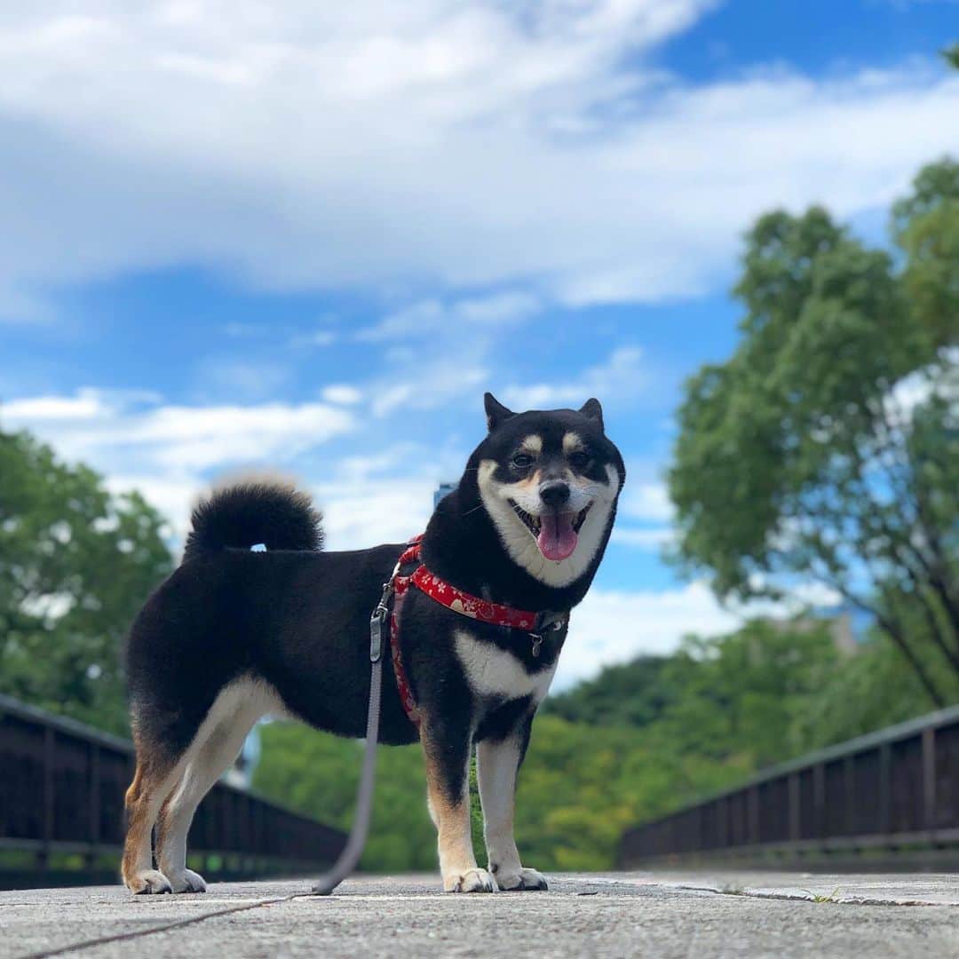 vo_coのインスタグラム：「☀️ 代々木公園、本日は #台湾フェス  台湾フェスよりも台湾に行きたい！ 実は台湾行ったことない 何度か渡航計画はしたことはあって行ったみたいな気にもなってるけど笑 * #台湾好き #taiwan #台湾 #shibastagram #instashiba #shiba #shibainu #黒柴 #柴犬」