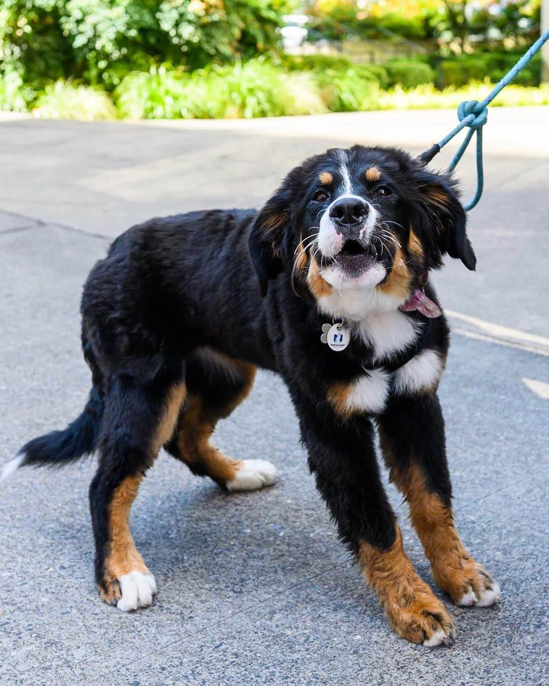 The Dogistさんのインスタグラム写真 - (The DogistInstagram)「Hildie, Bernese Mountain Dog (4 m/o), 9th Ave & Harvey Milk St., Portland, OR • “She’ll eat anything edible or inedible.” @miss_hildie」7月27日 10時56分 - thedogist