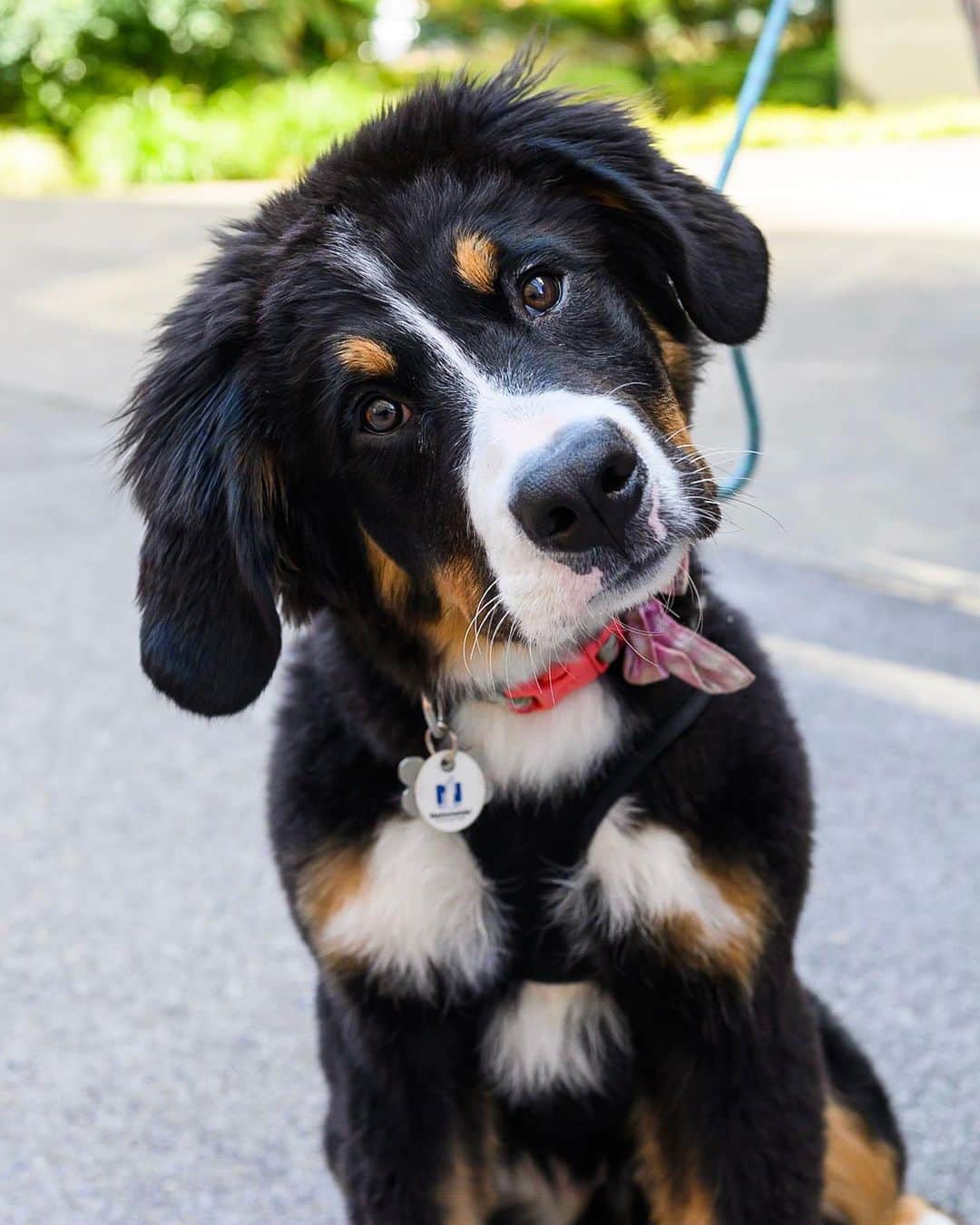 The Dogistさんのインスタグラム写真 - (The DogistInstagram)「Hildie, Bernese Mountain Dog (4 m/o), 9th Ave & Harvey Milk St., Portland, OR • “She’ll eat anything edible or inedible.” @miss_hildie」7月27日 10時56分 - thedogist