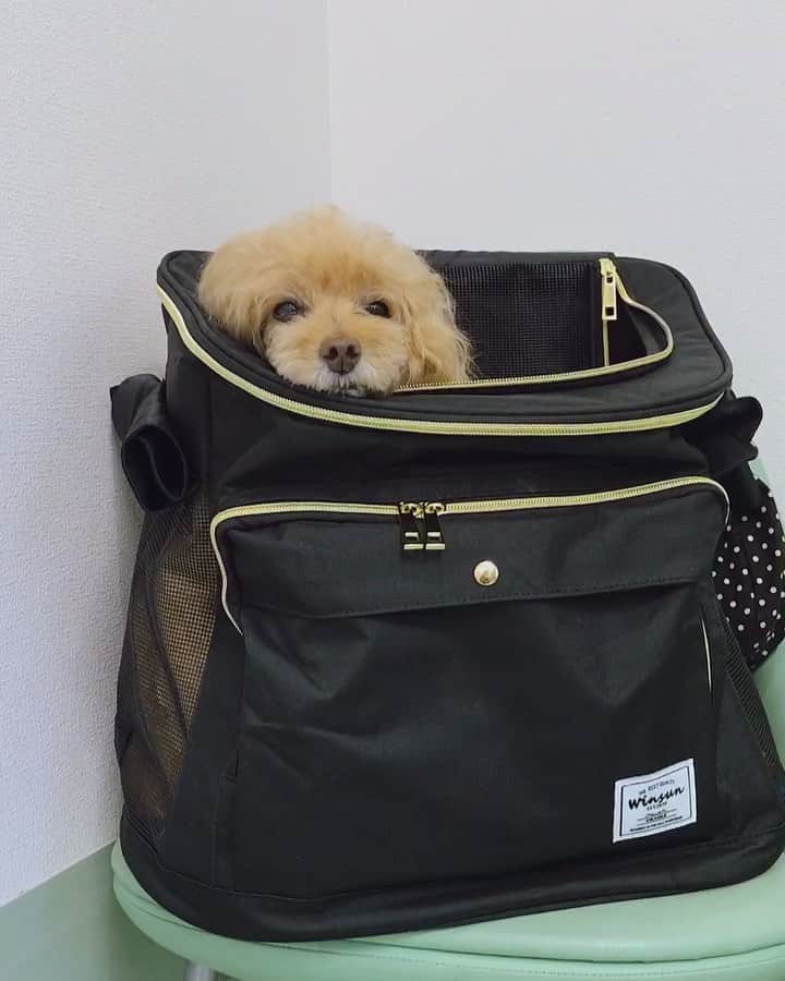 Toypoodle Mikuru?Asakusa Tokyoのインスタグラム：「20190727 Saturday. Good morning! Friends 💕 . @winsun.japan さんからNew bag届きました💖 以前頂いたものと比べて少し大きめかな？ 全てのメッシュ部分に蓋が付いたので、雨の日や電車も🆗 nameも入っちゃいますよ💕 . 病院やトリミングに大活躍してくれますよ👍🏻 この動画も病院での診察待ちの時です☺️ . ✅10%offクーポンコードいただきました。 クーポンコード➡️ 10off1907 URL➡️ http://bit.ly/2Yfrkxe . よかったら使って下さいね😄 . ❶ 動画です😂 落ち着いて待ってます。 ❷ ひょっこり ❸ 名前はBlackです . #winsun #ウインサン #リュックタイプペットキャリー #ペットキャリー #ペットキャリーリュック」