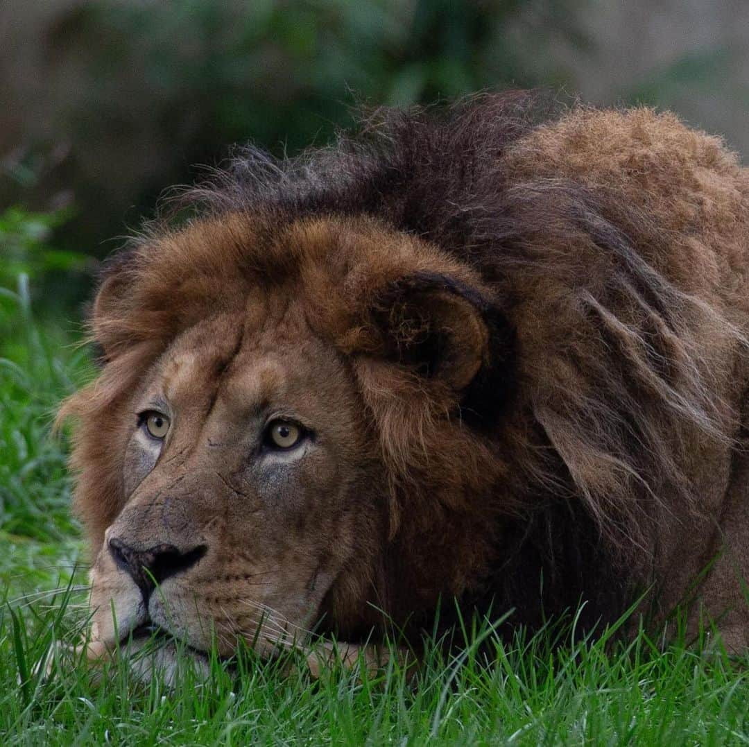 スミソニアン国立動物園のインスタグラム