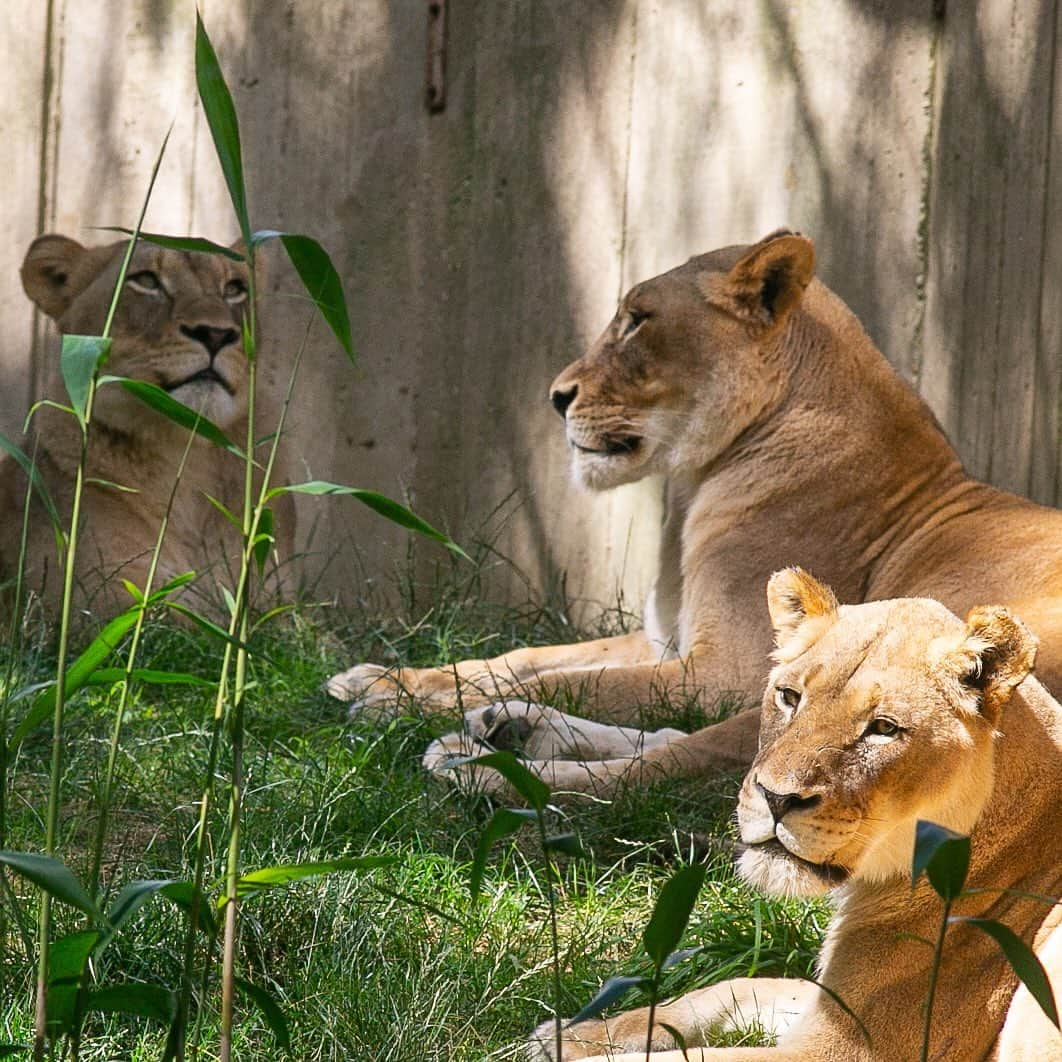 スミソニアン国立動物園さんのインスタグラム写真 - (スミソニアン国立動物園Instagram)「🦁🌍 Happy #WorldLionDay!  African lions usually have 18 claws, five on each front foot and four on each back foot. But, did you know that some lions have a *hidden* claw...on the tip of their tail!  Visit African lions Luke, Naba, Shera, Shaka, Jumbe and Amahle at the Great Cats habitat. Chat with keepers every day at 11:30 a.m. and 1:30 p.m. PLAN YOUR VISIT: https://s.si.edu/2h3CN1W.」8月11日 5時49分 - smithsonianzoo