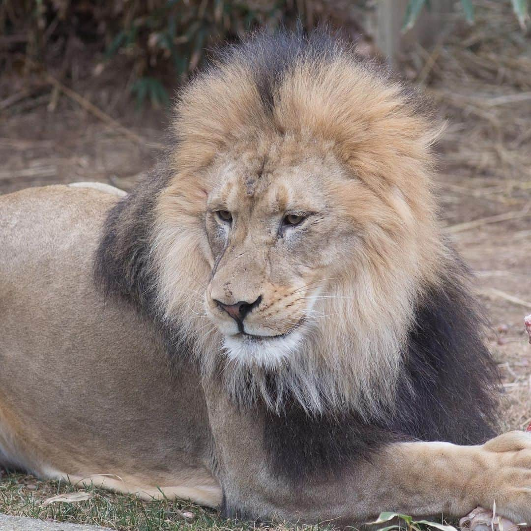 スミソニアン国立動物園さんのインスタグラム写真 - (スミソニアン国立動物園Instagram)「🦁🌍 Happy #WorldLionDay!  African lions usually have 18 claws, five on each front foot and four on each back foot. But, did you know that some lions have a *hidden* claw...on the tip of their tail!  Visit African lions Luke, Naba, Shera, Shaka, Jumbe and Amahle at the Great Cats habitat. Chat with keepers every day at 11:30 a.m. and 1:30 p.m. PLAN YOUR VISIT: https://s.si.edu/2h3CN1W.」8月11日 5時49分 - smithsonianzoo