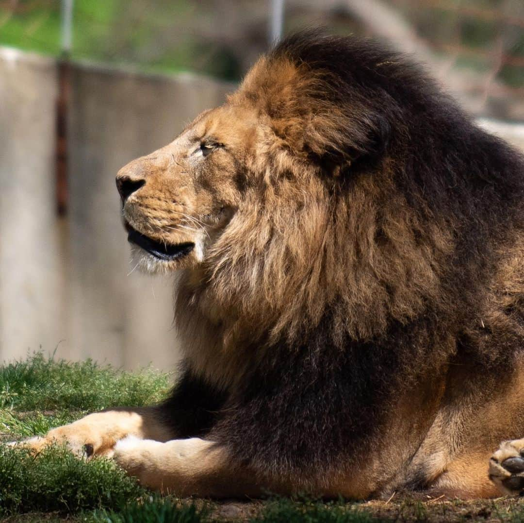 スミソニアン国立動物園さんのインスタグラム写真 - (スミソニアン国立動物園Instagram)「🦁🌍 Happy #WorldLionDay!  African lions usually have 18 claws, five on each front foot and four on each back foot. But, did you know that some lions have a *hidden* claw...on the tip of their tail!  Visit African lions Luke, Naba, Shera, Shaka, Jumbe and Amahle at the Great Cats habitat. Chat with keepers every day at 11:30 a.m. and 1:30 p.m. PLAN YOUR VISIT: https://s.si.edu/2h3CN1W.」8月11日 5時49分 - smithsonianzoo