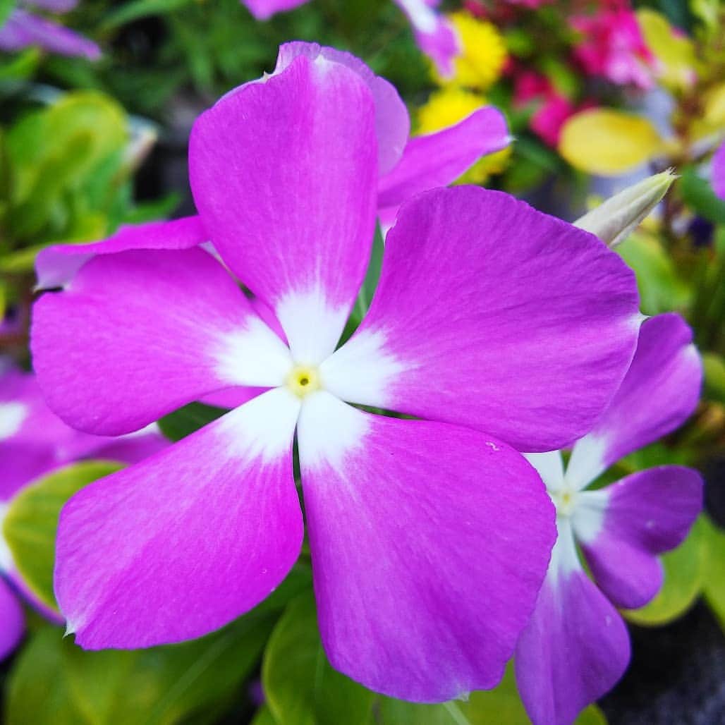 みながわゆみさんのインスタグラム写真 - (みながわゆみInstagram)「#日日草 #にちにちそう #ニチニチソウ #ピンク #白色 #紫色 #かわいい #きれい #癒される #はなまっぷ #花まっぷ #花の写真 #花写真 #花撮り #花好きな人 #花好きな人と繋がりたい #写真好き #写真好きな人と繋がりたい #元気もらえる #感謝 #ありがとう #今日も素敵な一日を #仕事と頑張ろう」8月11日 6時07分 - nama.09.19