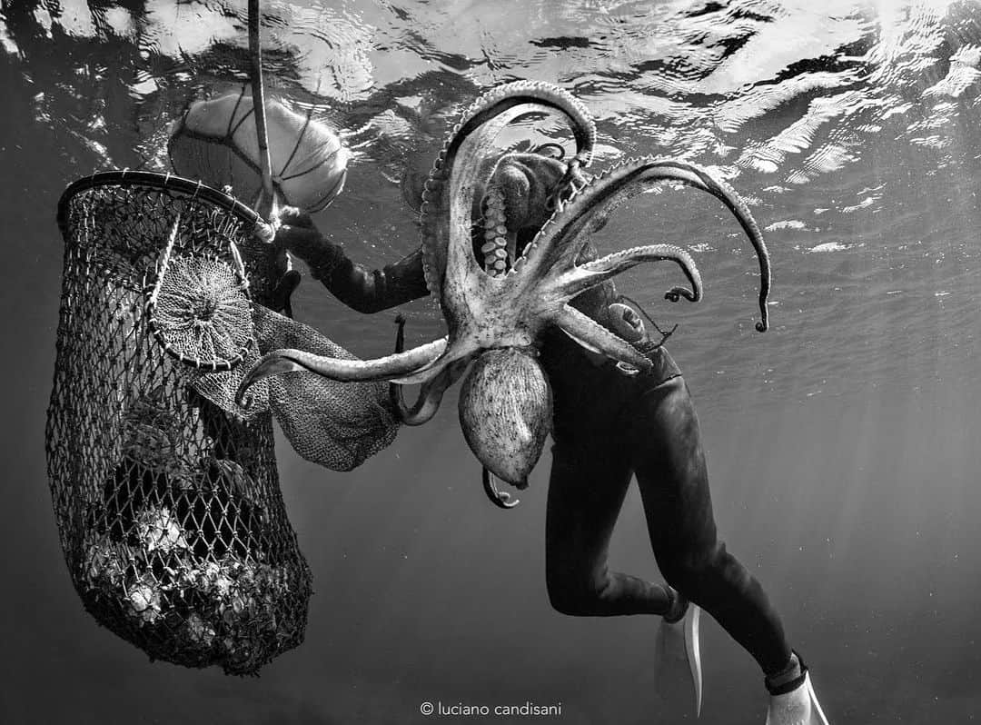 thephotosocietyさんのインスタグラム写真 - (thephotosocietyInstagram)「Photo by @lucianocandisani (Luciano Candisani). This picture of a 83 years old lady with an octopus is part of my new exhibition "Haenyeo: Women of the Sea”, opening August 31th at 10am in MIS (Sound and Image Museum), São Paulo, Brazil.  It’s about the women divers of Jeju island, South Korea, a 400 years old cultural tradition of sustainable extractivism included in the UNESCO list of Humanity intangible cultural heritage. Most of the 4500 remaining Haenyeo are between 65 and 90 years old that still free dive up to 15 meters below the surface to gather seafood. They are notoriously capable to read the signs of their working environment. When I got this picture, the lady was already swimming back to the beach, when she suddenly halted and her head kept looking downwards. She saw something among the seabed rocks; it was approximately three meters deep. I also stopped. In a split second, she took a deep breath and submerged, carrying her hook. She came down steadfastly toward something I was failing to discern. I went back, in time to see the moment when, in a single blow, she snatched an octopus, from a crack in the rocks. It was a big one, and it came out wrapped among billows of ink, an unsuccessful attempt of self-defense at that point. I made this photograph at the end of the struggle, on the surface, when the octopus was on its way to the bag. All of this did not take more than two minutes to happen. . @ilcp_photographers @natgeo @#lucianocandisani #candisani #haenyeo #divers#brazil #underwaterphotography #photography #wildlife #southkorea #jeju #jejuisland #culture」8月11日 6時21分 - thephotosociety