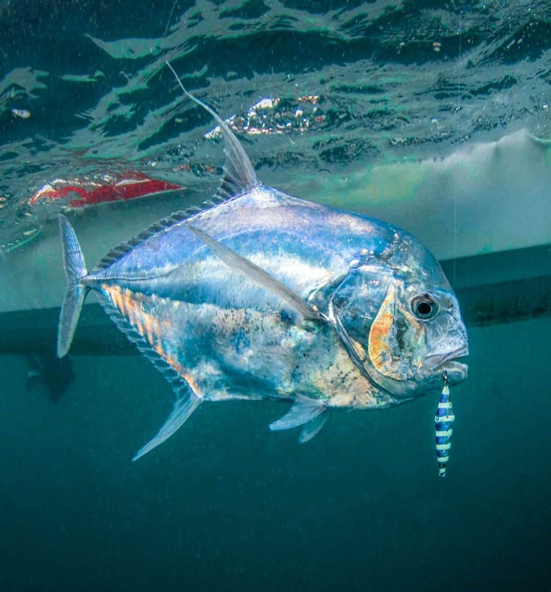 Costa Sunglassesのインスタグラム：「Panamanian prize. 📷: @sport_fish_gallery #SeeWhatsOutThere」