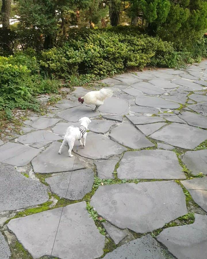 ホ・ジョンミンのインスタグラム：「개vs닭 개가 진다. 닭만도 못한 개자식...#개꼬닭」