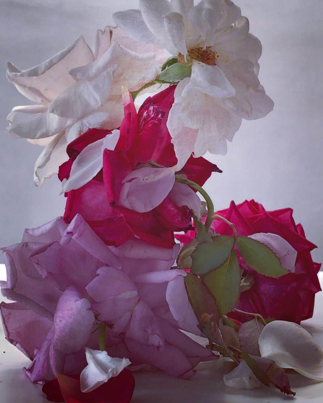 ニック・ナイトさんのインスタグラム写真 - (ニック・ナイトInstagram)「Roses from my garden 1, 2 and 3. Saturday the 10th of August 2019.  The Roses from my garden series are being exhibited at the @albionbarn gallery near Oxford until November.  As a way of saying thank you to my wonderful Instagram followers for their kind and lovely words and encouragement on my Roses from my Garden series, I would like to invite you to visit the exhibition and join me for a talk and afternoon tea. I will hire a coach that will transport 50 people from SHOWstudio, in central London, to the Albion Barn Gallery, near Oxford on the afternoon of Sunday 15th of September.  I will be there to take you round the exhibition personally, with the coach taking you back to SHOWstudio by early evening.  If you are available to be in London that afternoon and would like to join me, then please can you email : katie@albionbarn.com and give your  name and contact details and I will be picking the 50 people we can bring by picking the names out of a hat.」8月11日 6時57分 - nick_knight