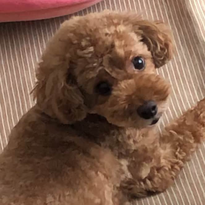 のインスタグラム：「僕は、ちっぷ🐶 怒りん坊の甘えん坊 ちょっとね、 胴体が太っちょなのよ でも大好きよ❤️ #といぷーどる ＃トイプードル #いぬすたぐらむ #見返り美男子 #おやばかいぬ部」