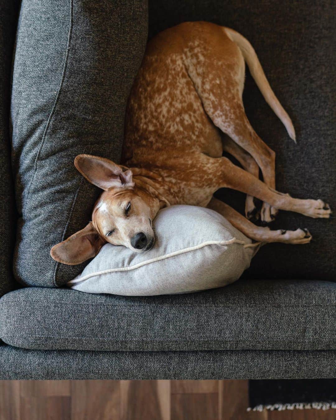 マディのインスタグラム：「Y’all don’t even know what it’s like living with this dog. For the past 9 years it’s been constantly cute and I’m the one that has to to deal with wanting to squeeze it all the time」