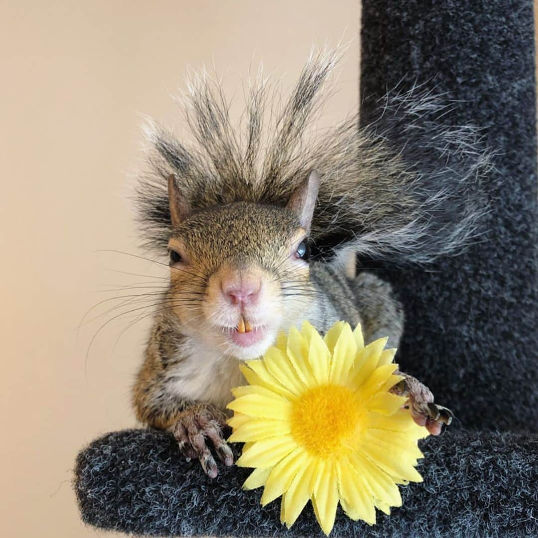 Jillさんのインスタグラム写真 - (JillInstagram)「🌼🌼🌼 . It happened by chance (many years ago) that I discovered Jill was a natural at holding items and keeping her pose. . 🎵 Alabama Shakes | Sound & Color . . . #petsquirrel #squirrel #squirrels #squirrellove #squirrellife #squirrelsofig #squirrelsofinstagram #easterngreysquirrel #easterngraysquirrel #ilovesquirrels #petsofinstagram #jillthesquirrel #thisgirlisasquirrel #squirrelsmiling」8月10日 23時05分 - this_girl_is_a_squirrel