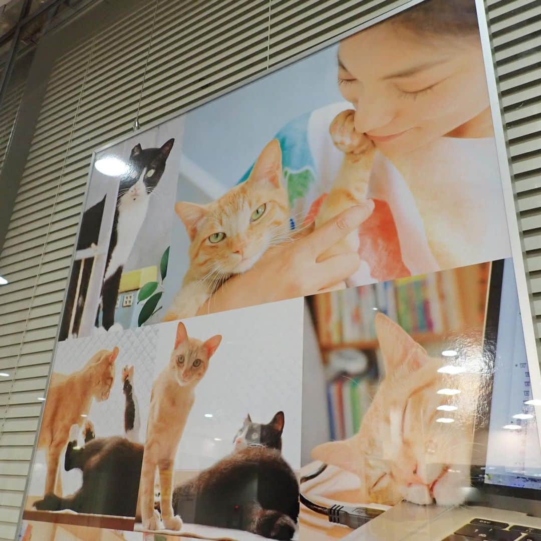 小林希さんのインスタグラム写真 - (小林希Instagram)「伊豆諸島を行き来する東海汽船の竹芝ターミナルの第2待合所で、 御蔵島の森ネコ写真展を観てきました！ 御蔵島生まれの森ネコたちが、いまは人と一緒に暮らして、穏やかな日々を送っている様子をみて、とてもほっこりしました。 ５月から一緒に暮らしている2匹の猫たち(フィリックスとこふで)の写真も出ています！ 私が撮った写真も載っています😊 8/22まで写真展してますので、よかったら覗いてくださいね！ 竹芝桟橋からたくさんの船が航行しているのが見えて、気持ちがいいですよー✨  #travel#旅#国内旅行#小林希#旅行#旅好きな人と繋がりたい #旅行 #japan #島#島旅#離島#御蔵島#森ネコ#竹芝桟橋 #東海汽船#御蔵島のオオミズナギドリを守りたい」8月10日 23時18分 - nozokoneko