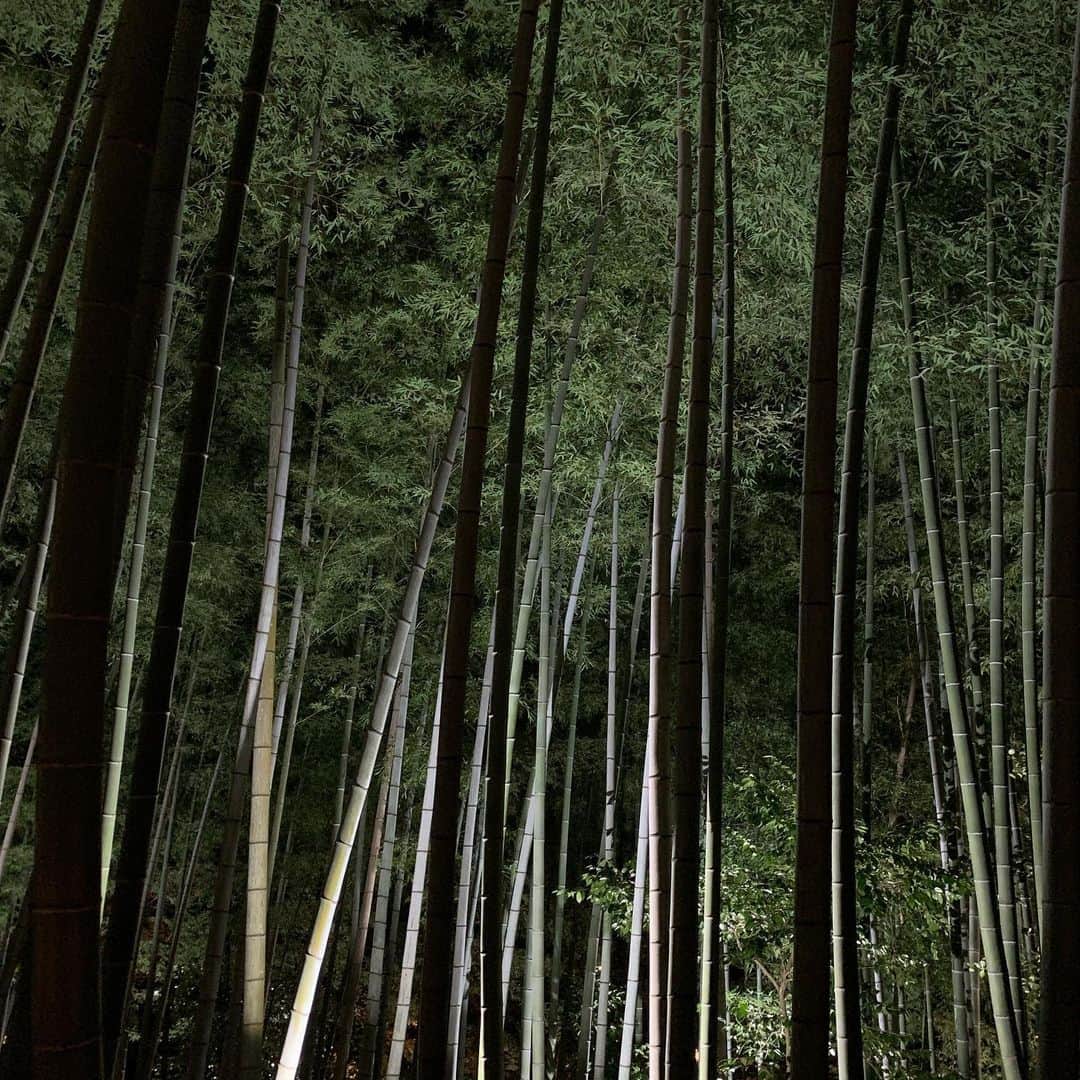 桜井奈々さんのインスタグラム写真 - (桜井奈々Instagram)「京都最終日の夜は、！ 高台寺のライトアップで締めくくり。  夜のお寺の幻想的な雰囲気 ハマります。  夜の竹やぶ、、雰囲気ありすぎ。  あっという間の1週間。  明日帰るぞーー！  #高台寺#京都#夏休み#家族旅行#帰省 #夜の京都#ライトアップ」8月10日 23時21分 - sakurai_nana7