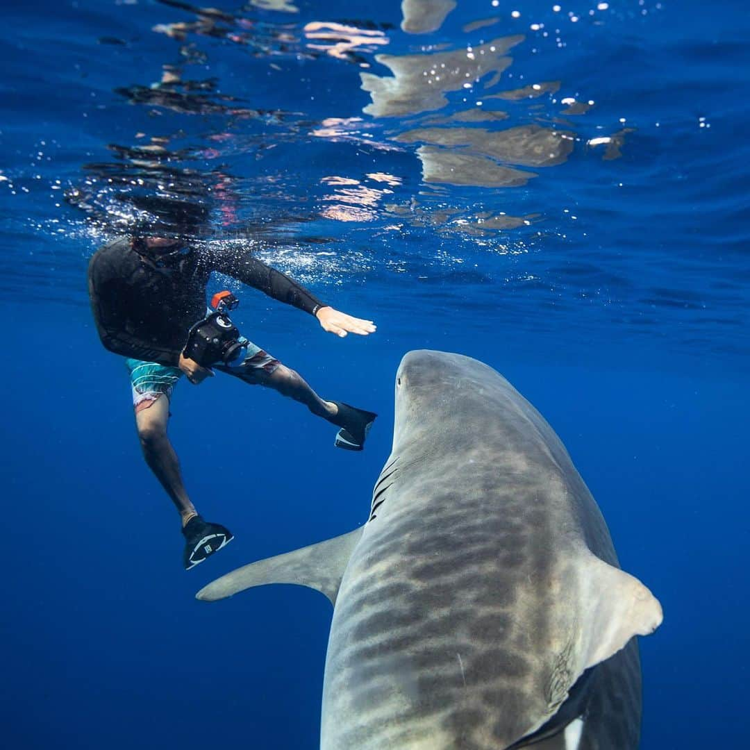 クラーク・リトルさんのインスタグラム写真 - (クラーク・リトルInstagram)「Tiger shark checking me out 🦈. Photo @juansharks」8月10日 23時29分 - clarklittle