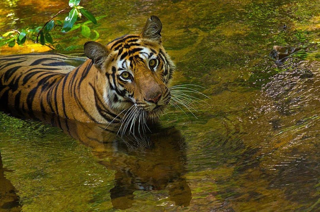 National Geographic Creativeさんのインスタグラム写真 - (National Geographic CreativeInstagram)「Photo by @stevewinterphoto | An Indian tiger cools off in a stream in Bandhavgarh National Park. #Tiger #India #Wildlife」8月10日 23時34分 - natgeointhefield