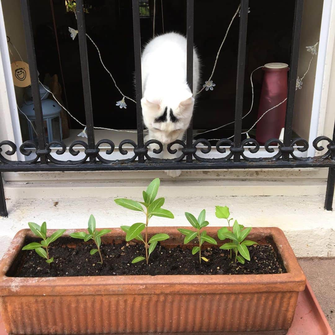 Samのインスタグラム：「Just a cat inspecting his garden 🌱」