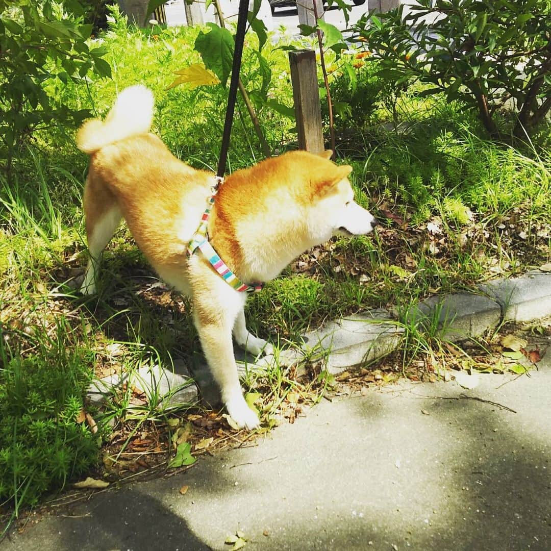 矢吹世奈さんのインスタグラム写真 - (矢吹世奈Instagram)「・ かわいすぎてすみません🐕💚 チャームポイントはまつげです✨ #まろ#一応豆柴#柴犬疑惑#豆柴#柴犬#親バカ」8月10日 23時54分 - sena_yabuki