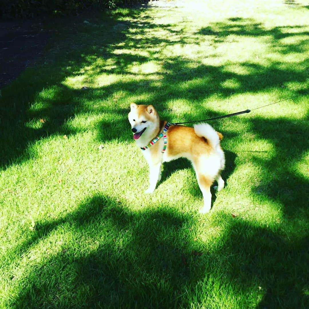 矢吹世奈のインスタグラム：「・ かわいすぎてすみません🐕💚 チャームポイントはまつげです✨ #まろ#一応豆柴#柴犬疑惑#豆柴#柴犬#親バカ」