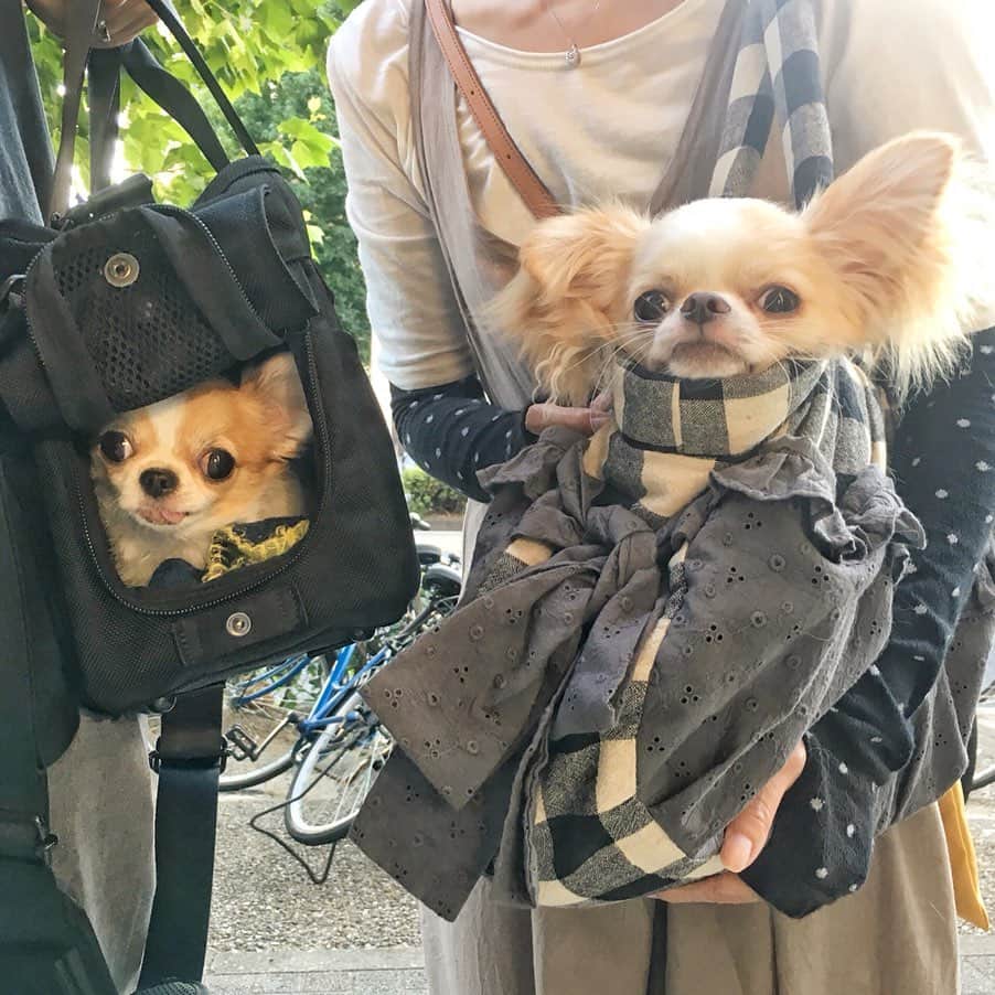 ちまのグルメインスタ