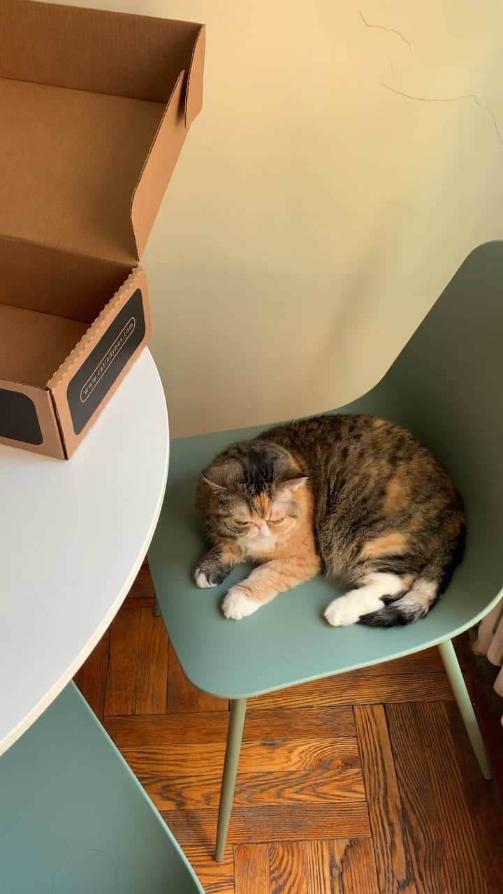 Tinaのインスタグラム：「Save the Purrlanet 🌍 one kitty at a time!🙌🏻 #catladybox @catladybox #caturday」