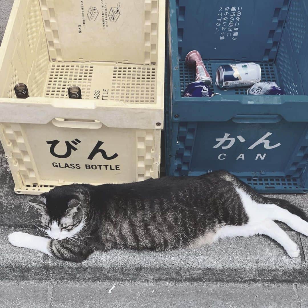 奥山レイカのインスタグラム：「分別 #ネコ #cat #ねこすたぐらむ #のらねこ #みしらぬねこ」