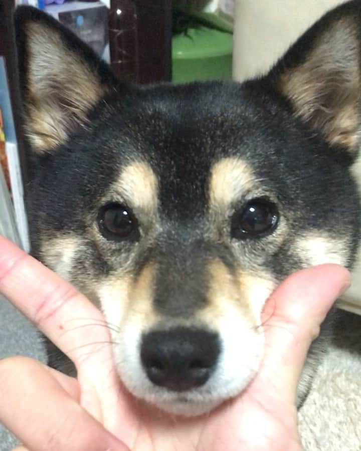 のインスタグラム：「・ こんばんわん🐶💕 ・ アイコンタクト🙄💕 ・ ・ #目が合わないと #よしって言われないわんよ🐶 #大事なんだって💁🏻‍♀️ ・ 北海道の柴犬 #柴北会 の皆ワン🐶💕くん活頑張ろう🐶👍🏻💕 ・ #adorable #instadog#shibainu#dog#instagramjapan#instashiba#kuroshiba #kuroshiba#socute #cutedog#いぬのきもち #黒柴 #dogstagram #sapporo」