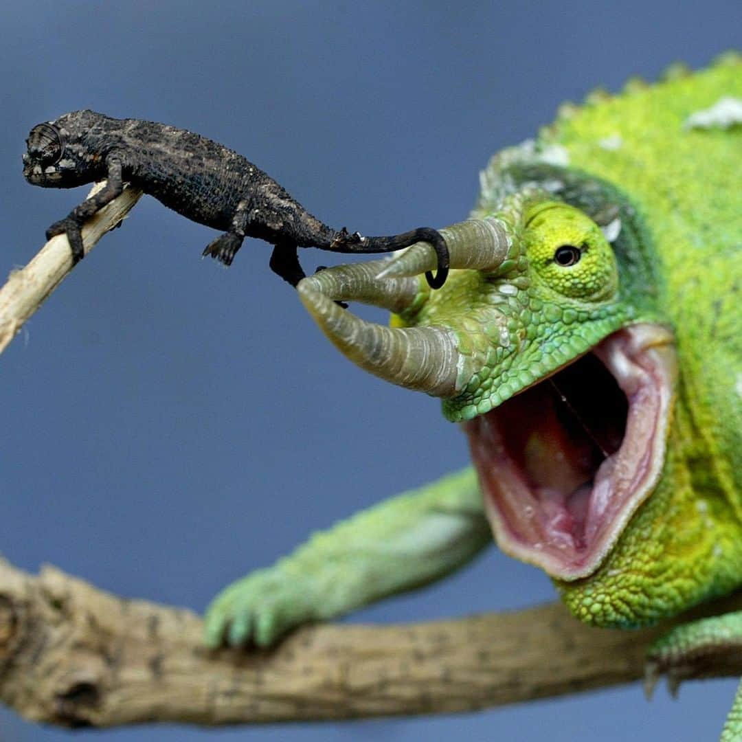 アニマルプラネットさんのインスタグラム写真 - (アニマルプラネットInstagram)「LOOK AT THIS THREE WEEK OLD JACKSON'S CHAMELEON! See those three horns? Only males have them in this species. Like a triceratops! . . . . . . . #animalplanetupclose #animalsofinstagram #animalplanet #animaloftheday #wild #wildlife #outdoors #animals #wildanimals #conservation #nature #animallovers #instanature #wildgeography #chameleon」8月11日 1時00分 - animalplanet