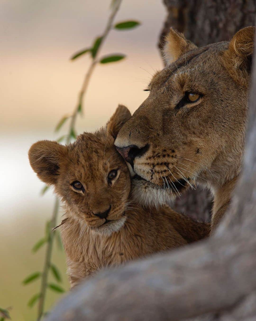 National Geographic Creativeさんのインスタグラム写真 - (National Geographic CreativeInstagram)「Photo by @beverlyjoubert | Happy World Lion Day! | A lioness nuzzles her cub in the Selinda Reserve, Botswana. #WorldLionDay #Lion #Botswana #Africa #Conservation」8月11日 1時01分 - natgeointhefield