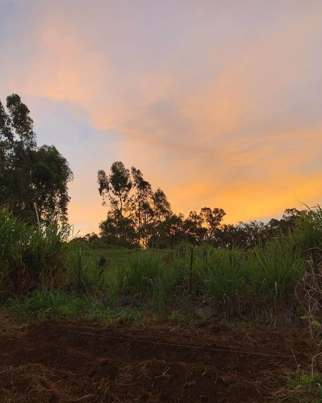 齊藤美絵さんのインスタグラム写真 - (齊藤美絵Instagram)「sunrise meditation  at live on the earth farm🍀  #maui #マウイ #liveontheearth #地球に寄り添った暮らし方 #childcare #育児  #3yearsold #mauinokaoi  #Hawaii #sunrise #farm #liveontheearthfarm #healtheworld #kula #aloha #livewelllovemuchlaughoften #howtobeawesometoday  #フードマエストロ #foodmaestro  #ナチュラルビューティスタイリスト #ツタエルヒト。」8月11日 1時11分 - saitomie