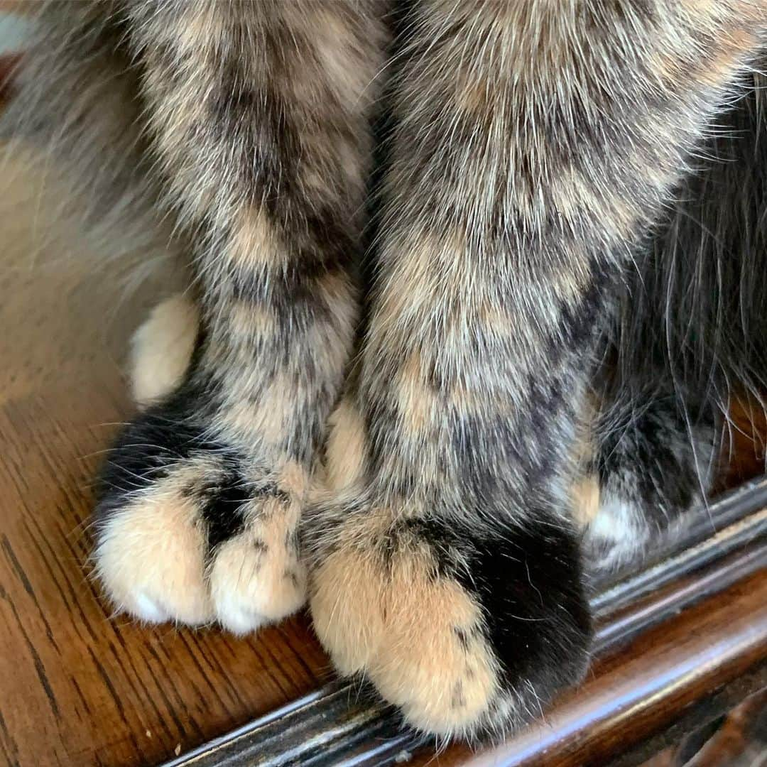 Venus Cat さんのインスタグラム写真 - (Venus Cat Instagram)「I was BORN in designer footwear! 😹 👠  How many shoe puns can we come with? Highest voted comment (most ❤️) gets a story feature tomorrow!  #shoegame #bornthisway #footmodel #perfectpaws」8月11日 1時18分 - venustwofacecat