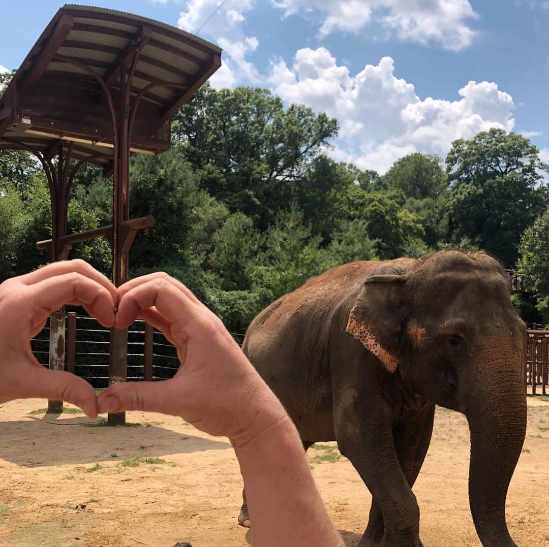 スミソニアン国立動物園さんのインスタグラム写真 - (スミソニアン国立動物園Instagram)「🐘🌏 Show #TonsOfLove for Asian elephants this Monday, Aug. 12! On Elephant Discovery Day, from 10 a.m. to 1 p.m., learn all about the Zoo’s 7 elephants from trunk to tail, meet their keepers, and chat with Zoo scientists working to save this endangered species. Catch special husbandry training demonstrations throughout the event, too! ❤️ EVENT SCHEDULE: https://s.si.edu/2uDqHjV. (Link in bio.) #WeSaveSpecies」8月11日 1時22分 - smithsonianzoo