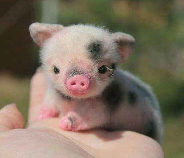 Baby Animalsさんのインスタグラム写真 - (Baby AnimalsInstagram)「Have you ever seen a cuter piglet??」8月11日 1時32分 - thebabyanimals