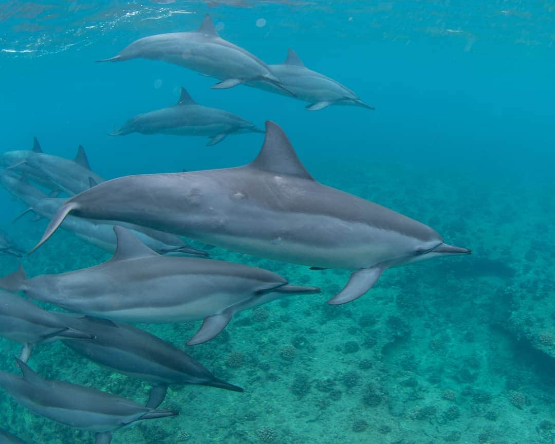 And Youさんのインスタグラム写真 - (And YouInstagram)「Dolfriends for life 🐬😍 ​​ ​. ​. ​. ​. ​. ​. ​. ​. ​. ​. ​. ​. ​. ​. ​. ​#hawaii #hawaiivacation #oahu #oahutours #hawaiistagram #unrealhawaii #hawaiiholiday #oceanlife #sealife #dolphins #wilddolphin」8月11日 7時17分 - dolphinsandyou