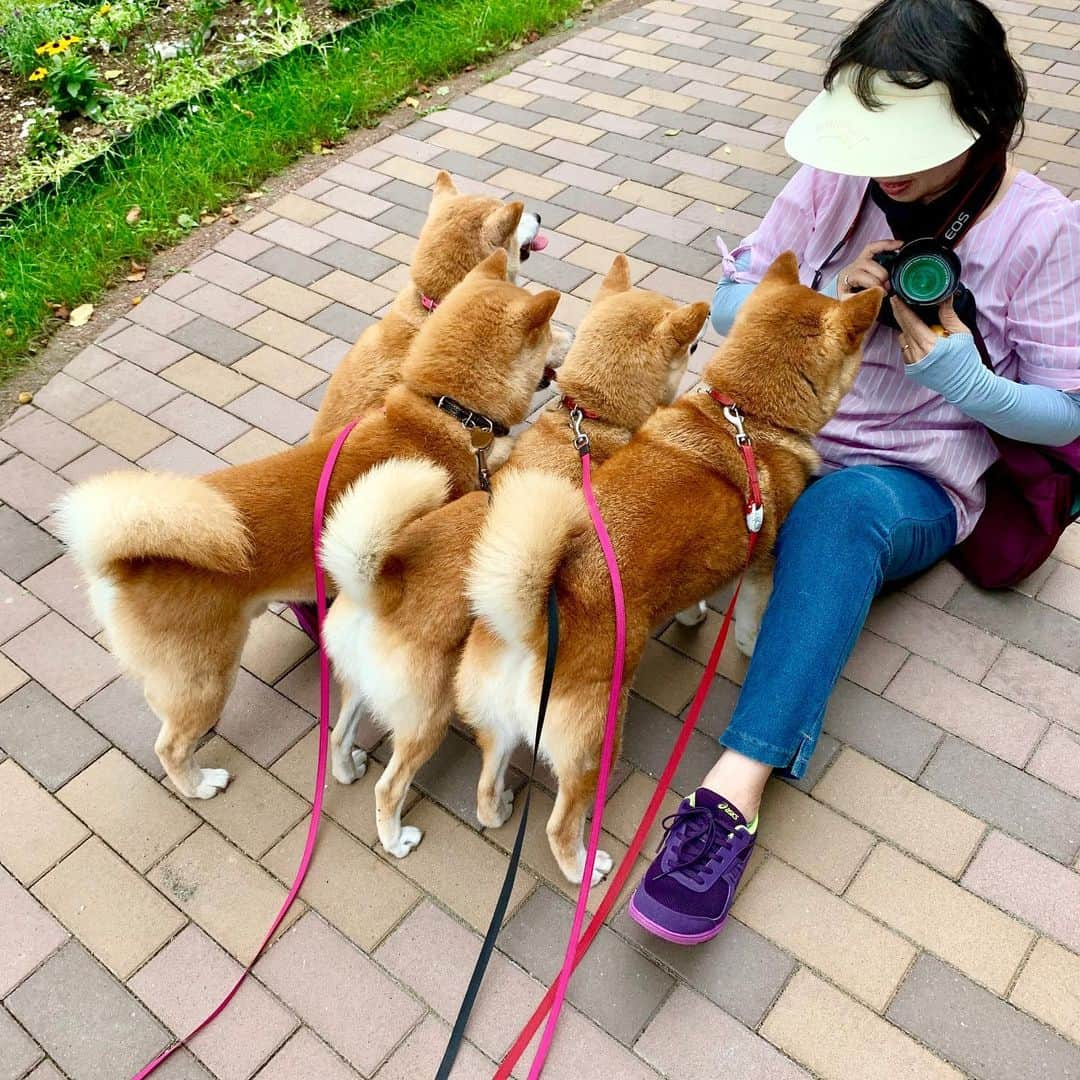 linnmamaさんのインスタグラム写真 - (linnmamaInstagram)「旅は4柴連れ🐕🐕🐕🐕2019北海道編〜3日目〜スワイプしてね😊〜凜の誕生日の投稿にたくさんのお祝いコメントありがとうございます😍〜こんなにたくさんの人たちに誕生日を祝ってもらえる凜は本当に幸せ者です💖〜①道東自動車道 十勝平原SA(河西郡芽室町)のドッグランには牧草ロールがありました〜そりゃ、写真撮りますよね💕〜②それより前、由仁SAドッグラン(夕張郡由仁町)〜③十勝地方はNHKの朝ドラの舞台〜SAで色とりどりの花がきれいな散歩道を見つけました💖〜④座り込んで写真を撮ってたら、4柴そろってモデル料の請求😅〜今年の旅は思うところあって、一眼レフ📷を持参です😍〜この日は「道の駅 阿寒丹頂の里(釧路市阿寒町上阿寒)」まで走って、温泉に入って、車中泊🚙〜この日の北海道は寝苦しい暑い夜で、ちょっとビックリ😅〜⑤今日からお盆三連休〜西から東から、お兄ちゃんたちが帰省🚙〜居間の入口でお出迎えスタンバイの4柴たち💕〜総勢9人になった我が家〜旅館の女将業を兼務しながら、北海道旅行記を書くことにします😍  #柴犬#dog#柴犬凜の勇気凜々everyday#shibastagram#北海道#Hokkaido#旅」8月11日 1時51分 - linnmama