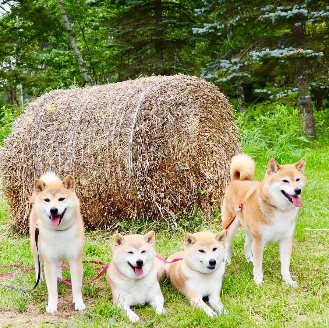 linnmamaさんのインスタグラム写真 - (linnmamaInstagram)「旅は4柴連れ🐕🐕🐕🐕2019北海道編〜3日目〜スワイプしてね😊〜凜の誕生日の投稿にたくさんのお祝いコメントありがとうございます😍〜こんなにたくさんの人たちに誕生日を祝ってもらえる凜は本当に幸せ者です💖〜①道東自動車道 十勝平原SA(河西郡芽室町)のドッグランには牧草ロールがありました〜そりゃ、写真撮りますよね💕〜②それより前、由仁SAドッグラン(夕張郡由仁町)〜③十勝地方はNHKの朝ドラの舞台〜SAで色とりどりの花がきれいな散歩道を見つけました💖〜④座り込んで写真を撮ってたら、4柴そろってモデル料の請求😅〜今年の旅は思うところあって、一眼レフ📷を持参です😍〜この日は「道の駅 阿寒丹頂の里(釧路市阿寒町上阿寒)」まで走って、温泉に入って、車中泊🚙〜この日の北海道は寝苦しい暑い夜で、ちょっとビックリ😅〜⑤今日からお盆三連休〜西から東から、お兄ちゃんたちが帰省🚙〜居間の入口でお出迎えスタンバイの4柴たち💕〜総勢9人になった我が家〜旅館の女将業を兼務しながら、北海道旅行記を書くことにします😍  #柴犬#dog#柴犬凜の勇気凜々everyday#shibastagram#北海道#Hokkaido#旅」8月11日 1時51分 - linnmama