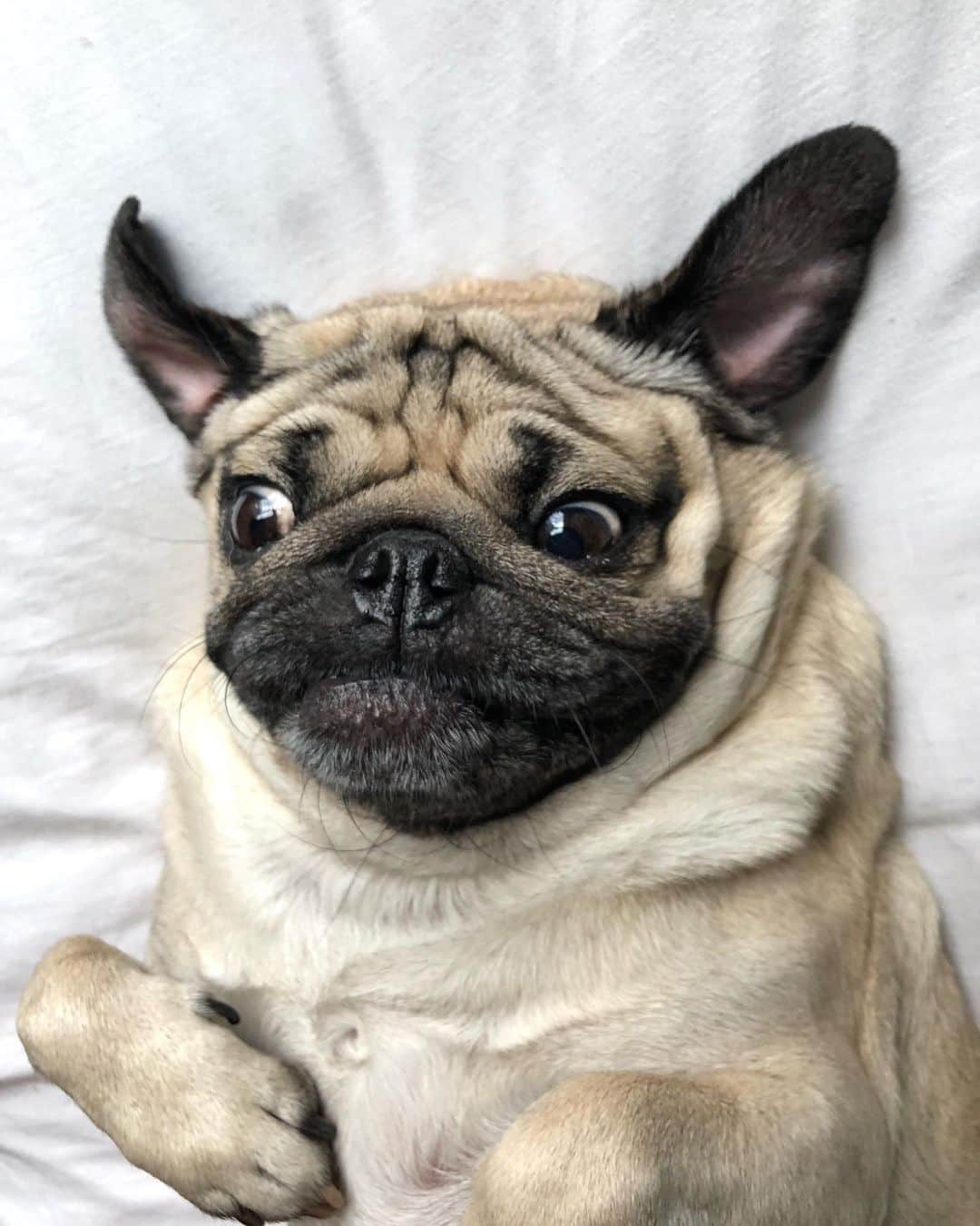 itsdougthepugさんのインスタグラム写真 - (itsdougthepugInstagram)「“When u remember what mistakes u made last night” -Doug」8月11日 1時52分 - itsdougthepug