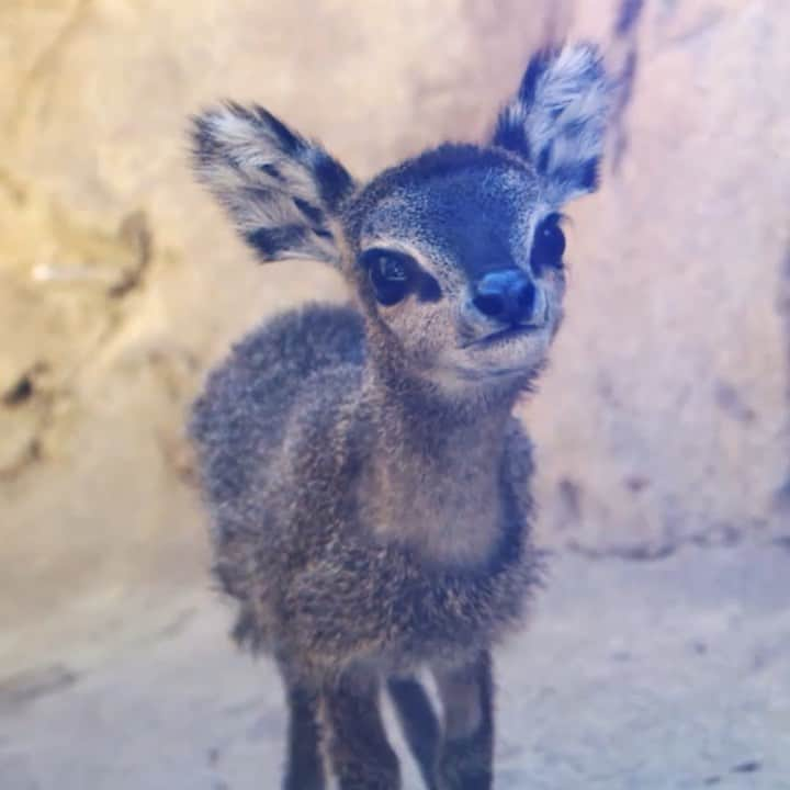 San Diego Zooのインスタグラム