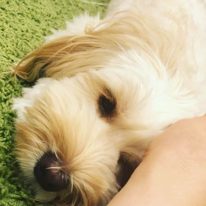 北山陽一のインスタグラム：「なんぞ #きたやまおもち」
