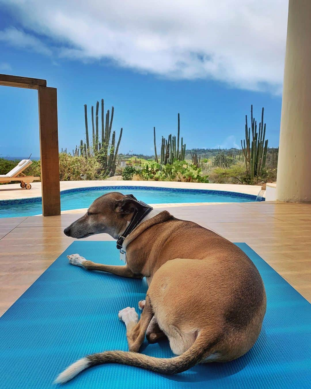 レイチェル・ブレイセンさんのインスタグラム写真 - (レイチェル・ブレイセンInstagram)「View from my yoga mat💙 ⁣ ⁣ Woke up this morning feeling bleh... Stiff upper back, super tired, a little grumpy for no apparent reason. Yesterday was a good day and the day before was magnificent - what’s changed today? My circumstance is the same. My blessings and struggles are the same. I haven’t received any bad news, no problem to deal with, nothing specific to cloud my mood. The only thing that’s changed is my state of mind. If I’m not careful, it’s on days like today I start judging myself. I suddenly find flaws in areas where there were none, I doubt my ability to create, I begin picking myself apart. “No one is going to read my book anyway” or “I’m so out of shape” or “what if everyone hates the new podcast”. Now it’s in this, in this exact moment, just as my mind starts spinning down that self sabotaging path... That’s when I have to catch myself and pull myself back up. Immediately. For me, the best way to snap out of a funk before it grabs ahold of me is to move my body. We all have our ways; for you it might be talking to a friend, or going out in nature, or cuddling your dog. Whatever works. For me, it’s breath and movement tied together with the intention to be here, now. So I roll out my mat and I practice. Ringo joins me. It’s hard. Everything aches and I don’t know why. It takes me a long time to get to a place that feels even remotely like flow. But - I get there. It happens somewhere after my fifteenth sun salutation, but still. I get there. I’m sweating like crazy and my heart is beating in my chest but I finally settle into the familiarity of a downward-facing dog that feels like home. And I feel alive again. It takes effort, feeling alive. It takes dedication. It takes recognizing that inner critical voice when it comes my way and instead of listening to it, instead of falling into that pit of despair, using it as fuel to move the hell on with my day. ⁣ ⁣ I don’t want to numb myself anymore. I want to feel. I want to LIVE. For the rest of my life, I want to live. ⁣ ⁣ So I continue showing up. Every damn day. #practice #yogaeverydamnday」8月11日 2時35分 - yoga_girl