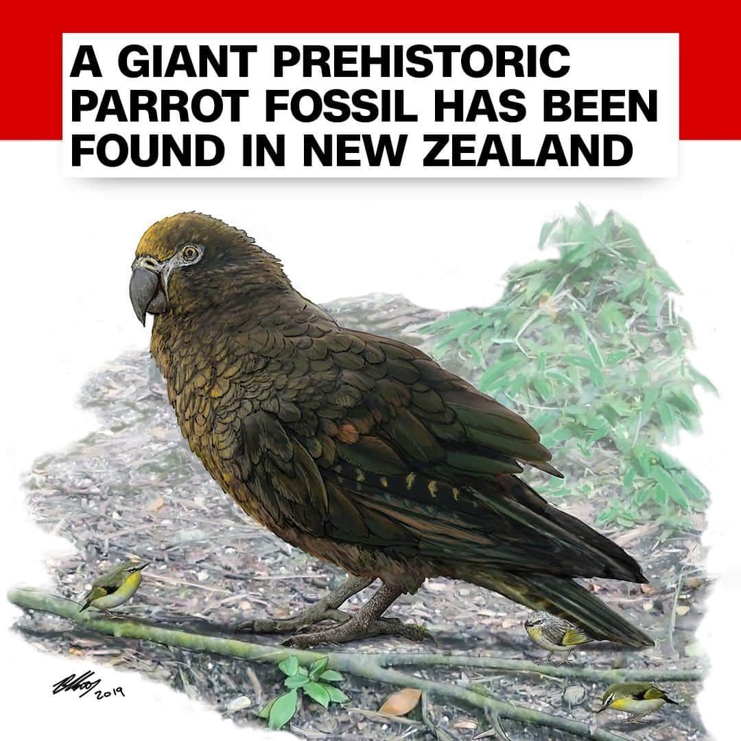 CNNさんのインスタグラム写真 - (CNNInstagram)「Fossils have revealed that the world’s largest parrot, which was over 3 feet tall and weighed more than 15 pounds, lived in New Zealand 19 million years ago. The fossils were found in Central Otago, New Zealand, and indicate that this parrot was twice the size of the New Zealand kakapo, a hefty, flightless bird once believed to be the largest ever to roam the Earth. "New Zealand is well known for its giant birds," said Trevor Worthy, who authored a study on the prehistoric bird, named Heracles inexpectatus in honor of its Herculean size and strength. “But until now, no one has ever found an extinct giant parrot —anywhere.” (📸: Dr. Brian Choo/Flinders University)」8月11日 3時00分 - cnn