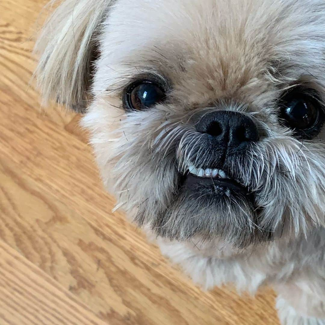 Dougie the Shih Tzuさんのインスタグラム写真 - (Dougie the Shih TzuInstagram)「Grrrrr」8月11日 3時42分 - dailydougie